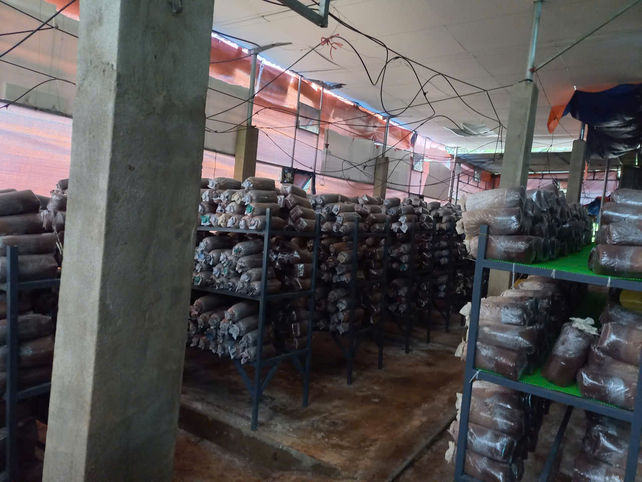 Khu nhà trồng nấm dược liệu tại BiO Minh Tâm
