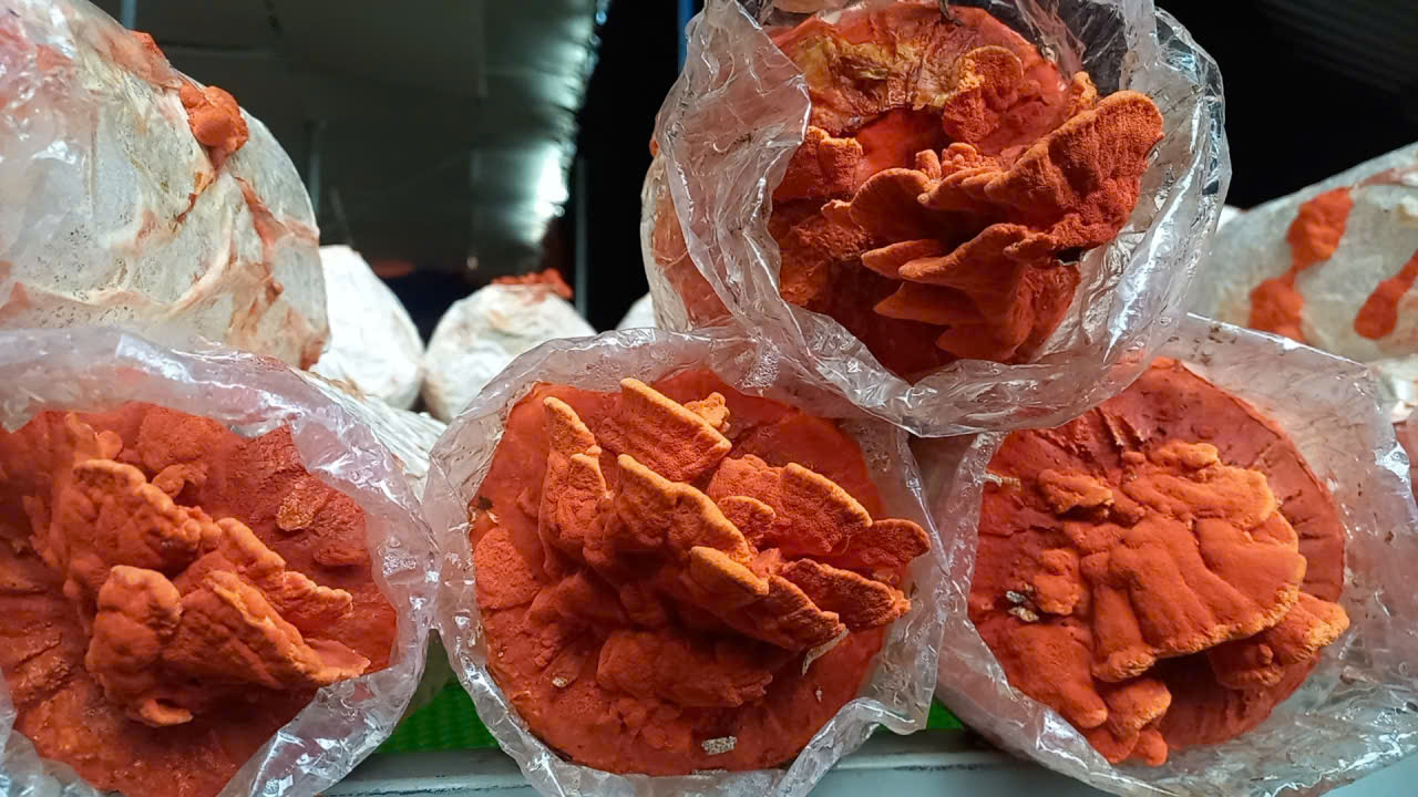 Nấm Vân Chi Đỏ sau thu hoạch