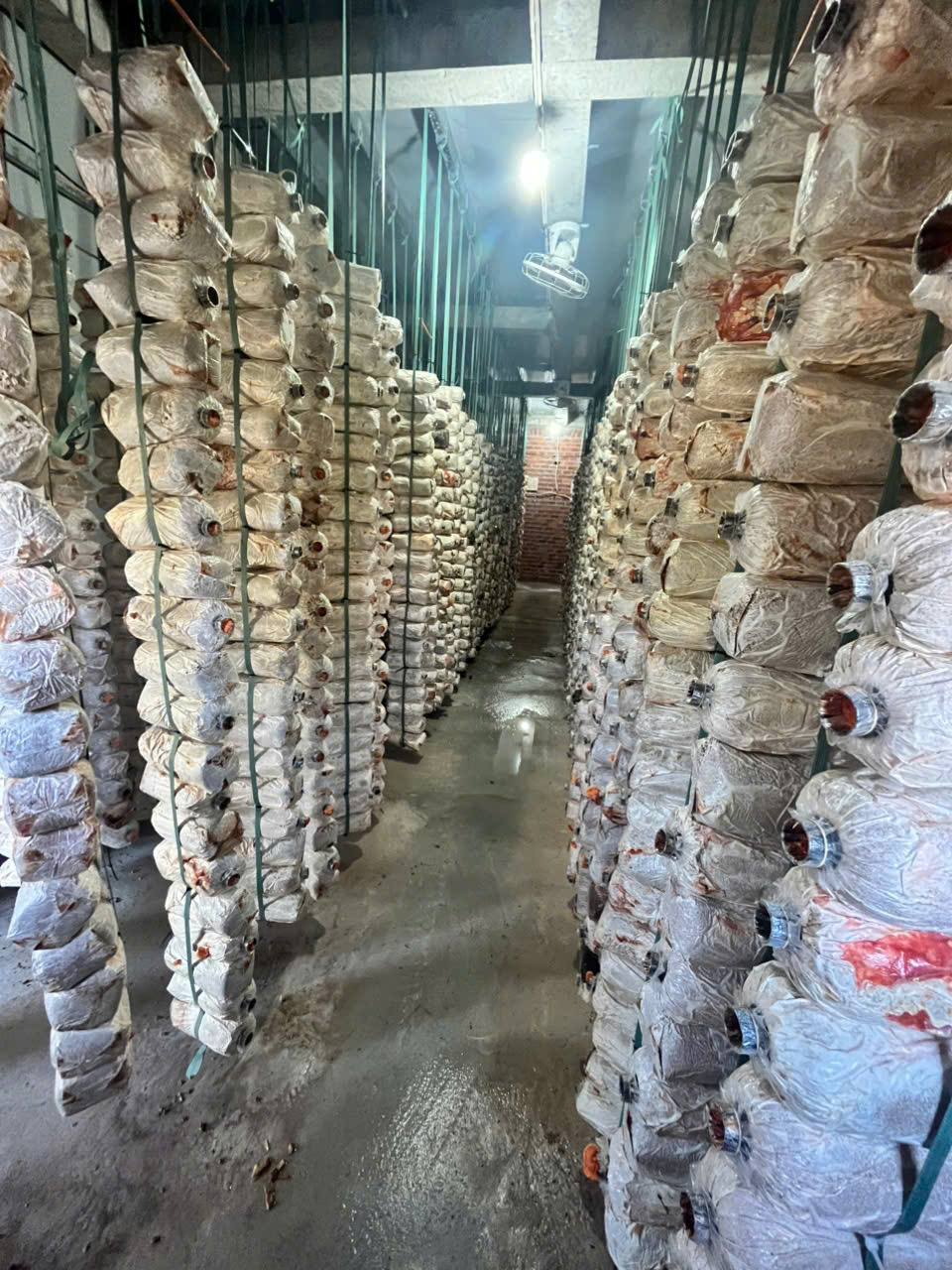 Khay trồng và kệ nuôi nấm trong nhà trồng